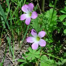 Image result for Biophytum crassipes