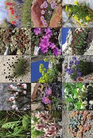 Image result for Brachythrix glomerata