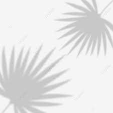Tropics jungle tropical rainforest, green coconut leaves, watercolor leaves, leaf png 411x800px 281.8kb; Palm Leaves Aesthetic Shadows Aesthetic Aesthetic Shadows Shadows Png Transparent Clipart Image And Psd File For Free Download
