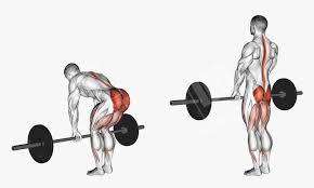 The romanian deadlift takes the conventional deadlift and slows it down. Romanian Deadlift Hd Png Download Kindpng