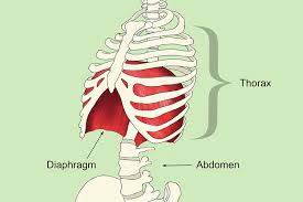 2) aus drei segmenten bestehender, zwischen kopf und abdomen liegender, beine und flügel tragender teil des körpers. The Thorax Is Part Of The Body Between Neck And Diaphragm