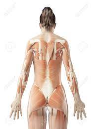 File female template with organs svg. Female Back Muscles Stock Photo Picture And Royalty Free Image Image 23222249
