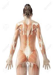 Related articles human body organs outline with names female human body front and back photo 19. Female Back Muscles Stock Photo Picture And Royalty Free Image Image 23222249