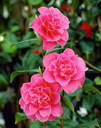 Camellia Williamsii Debbie Planten Tuinplanten Tuin