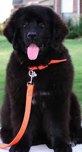 Big Black Brown And White Dog Breed Newfoundland Looks Like A Bear Best Tempered Dogs Tiny Lapdog Trapped In A Big Dog S Body Best Dog Breeds Cute Dogs Big Dogs