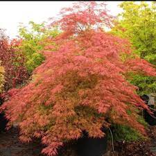It has beautiful soft green leaves that last through the season turning brilliant orange in fall. Baldsmith Japanese Maple Ornate Lace Leaf Very Pendulous Finely Dis Pixies Gardens