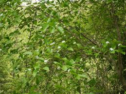 Image result for Gardenia resinifera