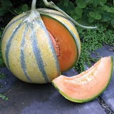 Pin On Veg Garden