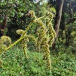 Image result for Girardinia bullosa