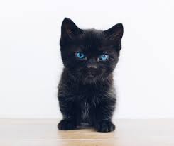 Cute pictures of black kittens. Black Kitten Pictures Download Free Images On Unsplash