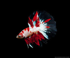 This one has both colors and flares well with his perfect fins and. Betta Splendens Koi My Fish Aus Freude An Der Aquaristik