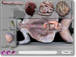 Thus prepared, the cat dissection began. Biolab Cat Dissection Software