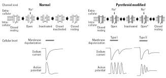 Image result for Pyrethroid