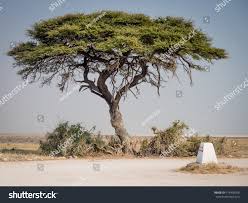 Image result for Colophospermum