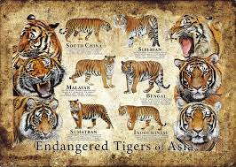 Endangered Tigers Of Asia Poster Etsy In 2021 Endangered Tigers Endangered Malayan Tiger