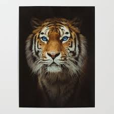 At your doorstep faster than ever. Buy Wild Tiger With Blue Eyes Poster By Tomklifas Worldwide Shipping Available At Society6 Com Just One In 2021 Tiger Wallpaper Tiger Wallpapers Lion Live Wallpaper