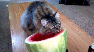 2.13 what to do if your cat vomits after eating too many watermelons. Cats Eating Watermelon Funny Cats Compilation 1 Funny Cat Compilation Funny Cats Eating Watermelon