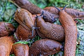 Ivymena leaks texted the booker and I was in.