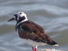 Image result for Entada arenaria