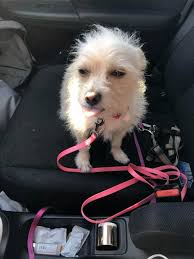 Renovating and unexpected puppies in the house dream meaning