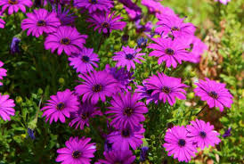 Ranger 'sky' ribbed pot in along with the hardy succulents and natives we all know and love, you can also find trees, shrubs, flowers, herbs. Best Drought Tolerant Flowers For Indoor And Outdoor Decoration