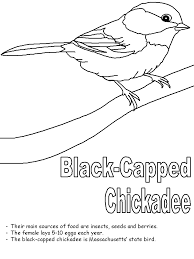 Massachusetts' state bird is the chickadee, a small bird that can make a lot of noise. Pin On Birds Art Crafts