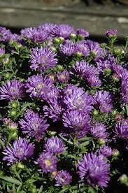 Blue Henry Aster Aster Blue Henry At Lakeshore Garden Centres Amazing Flowers Herbaceous Perennials Flower Garden