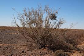 Image result for Parkinsonia africana