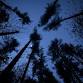 Guided Night Forest-Bathing — Lets Step In event image