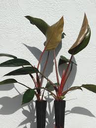 Liście są długie, ciemno zielone, wręcz czarne. Philodendron Rojo Congo Plant Urban Perennials