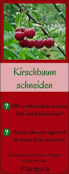Kirschbaum Schneiden Zeitpunkt Vorgehen Plantura Kirschbaum Schneiden Kirschbaum Kirschen