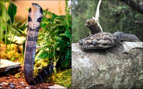 Brought to you by:entertainment doser. A King Cobra And Python Killed Each Other In A Horrifying Snake Battle