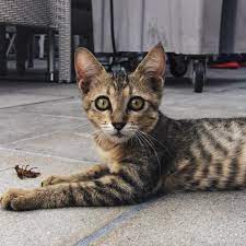 A feline who doesn't eat can be seriously sick. Can A Cat Get Worms From Eating Flies
