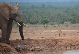 2,631 Elephant Hunter Stock Photos ...