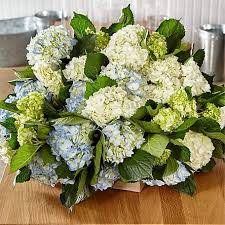 Cold & frozen current order: Bulk Flowers Delivered By Ftd