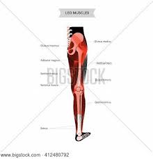 Bone marrow is the flexible tissue in the interior of bones. Human Muscular System Vector Photo Free Trial Bigstock