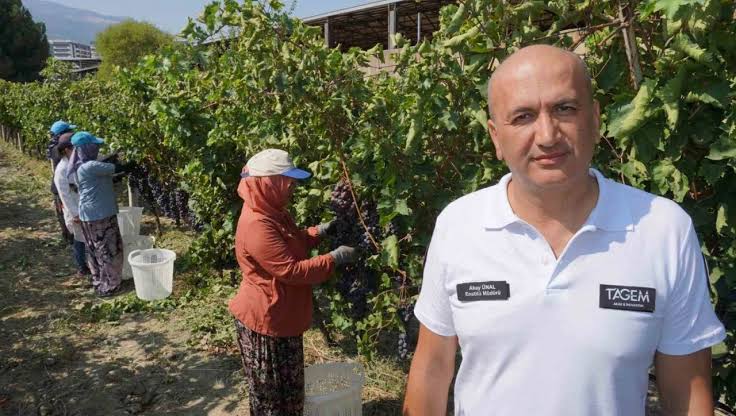 Manisa'dan Dünyaya Tatlı Bir Haber: Üzüm İhracatı Başladı, Yüzler Gülüyor!