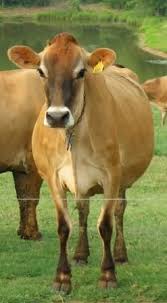 Pin By Jaclyn On My Kentucky Memories Jersey Cattle Animals Beautiful Jersey Cow