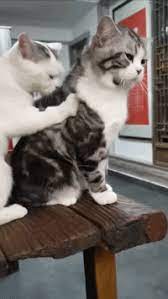女朋友生气了怎么办 哄就是了啊 搞笑gif funny animals pets cats animals