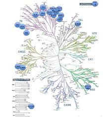 Maybe you would like to learn more about one of these? Cyclin Dependent Kinase Cdk Family Enzymes Iuphar Bps Guide To Pharmacology