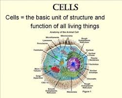 Check spelling or type a new query. From Cells To Body Systems Smartboard File Animal Cell Cell Biology Animal Cell Structure
