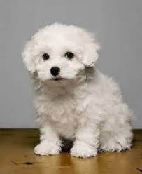 Find bolognese dogs and puppies for sale in london near me. 180 Bolognese Ideas Bolognese Bolognese Dog Puppies
