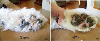 Pads Trimming The Old English Sheepdog S Feet Puppy Grooming Old English Sheepdog English Sheepdog