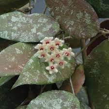 Hoya Caudata Sumatra Hoya Caudata Plants Hoya Plant