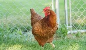 Some may have complex or obscure histories, so inclusion here does not necessarily imply that a breed is predominantly or exclusively from those countries. Brown Chicken Breeds Farmhouse Guide