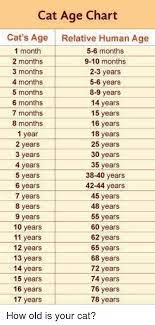 9 human months is equal to 16 cat months and 3 cat months (cat's relative age). My Kitten Is 8 Months Old And Pregnant Is This Too Young Quora