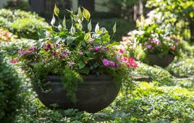 Bougainvillea relishes areas with full sun and reflected heat, and does best when irrigated deeply and allowed to dry out before being watered again. 10 Top Trees To Grow In Containers