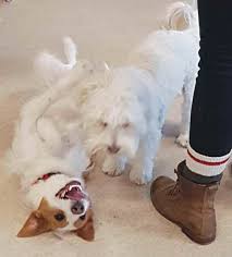 Dogs, just like their owners, love a change in scenery! Indoor Dog Play Group Takes Sting Out Of Winter Winnipeg Free Press