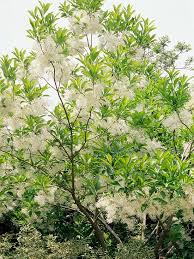 Exceptional showy orange, white, or pink flowers make flowering quince a standout in the april garden. 14 Small Ornamental Trees Ideas Ornamental Trees Small Ornamental Trees Plants