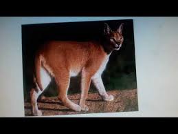 Jakkals Roep Youtube